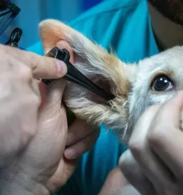 Veterinarska ambulanta ormoz