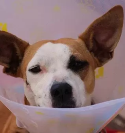 Veterinarska ambulanta prlekija