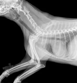 Veterinarska ambulanta prlekija