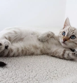 Veterinarska ambulanta skofljica