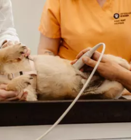 Veterinarska ambulanta za male zivali maribor