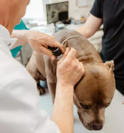 Veterinarska ambulanta za male zivali maribor