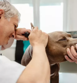 Veterinarska ambulanta za male zivali maribor