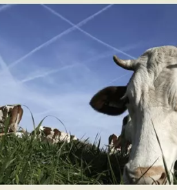 Veterinarska postaja dravograd