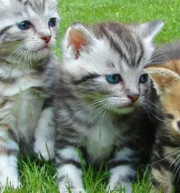 Dobra veterinarska postaja Ljubljana