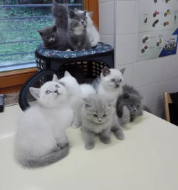 Veterinarske storitve Bela krajina