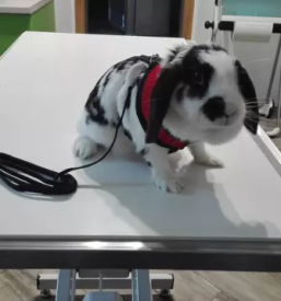 Veterinarske storitve BK