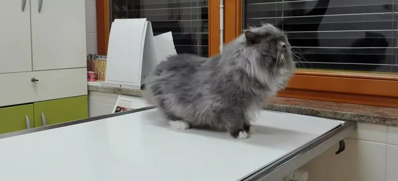 Veterinarske storitve Bela krajina