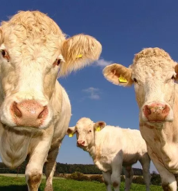 Veterinarske storitve lendava