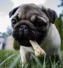 Veterinarske storitve lendava