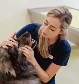 Veterinarski center obala
