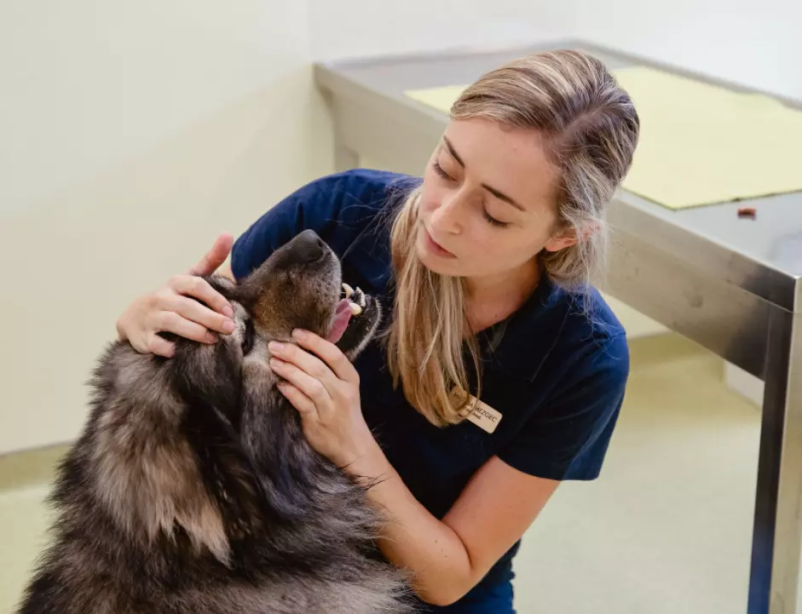 Veterinarski center Obala