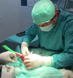 Veterinarski pregledi Vipava, Slovenija