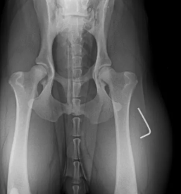 Veterinarski pregledi Vipava, Ajdovščina