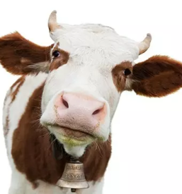 Veterinarski pregledi živali Vipava