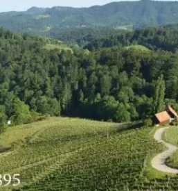 Vino gaube