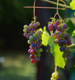 Vinogradarstvo slovenija