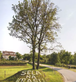 Ugodna vinogradniška kmetija na Krasu, Nova Gorica