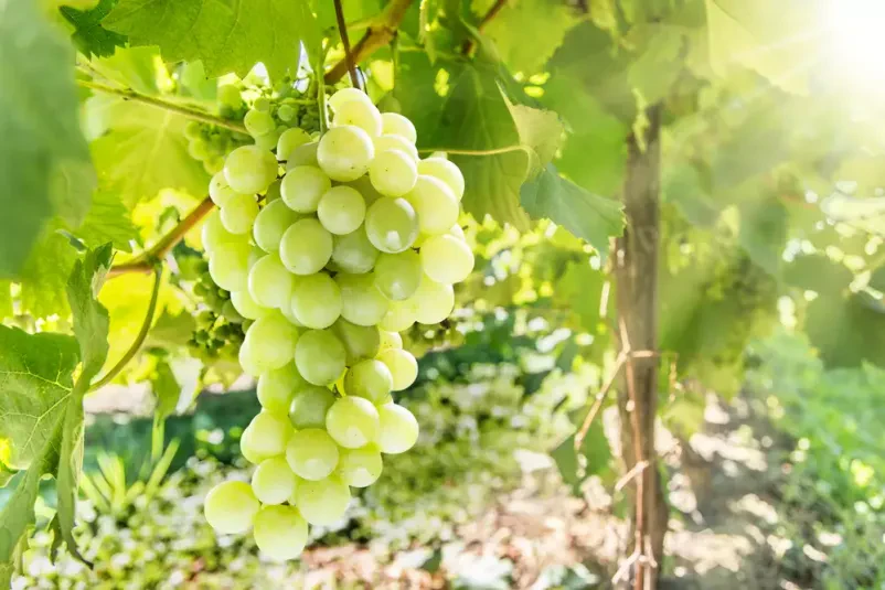 Oprema za vinogradnike