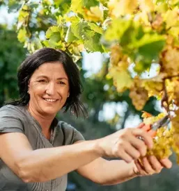 Vinoteka z vipavskimi vini