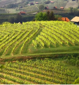 Vinske degustacije in kmecki turizem na bizeljskem