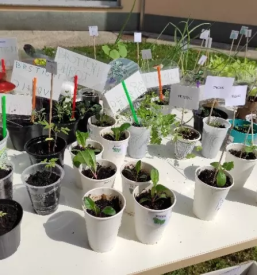 Vpis v vrtec sevnica