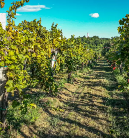 Vrhunska bela vina Goriška Brda