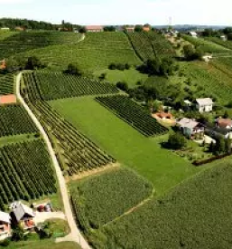 Najboljša bela vina Ptuj