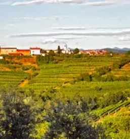 Vrhunska kvalitetna vina goriska