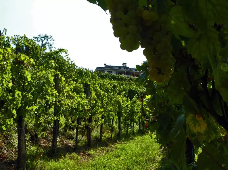 Vrhunska bela vina Goriška