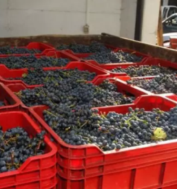 Vrhunsko primorsko vino