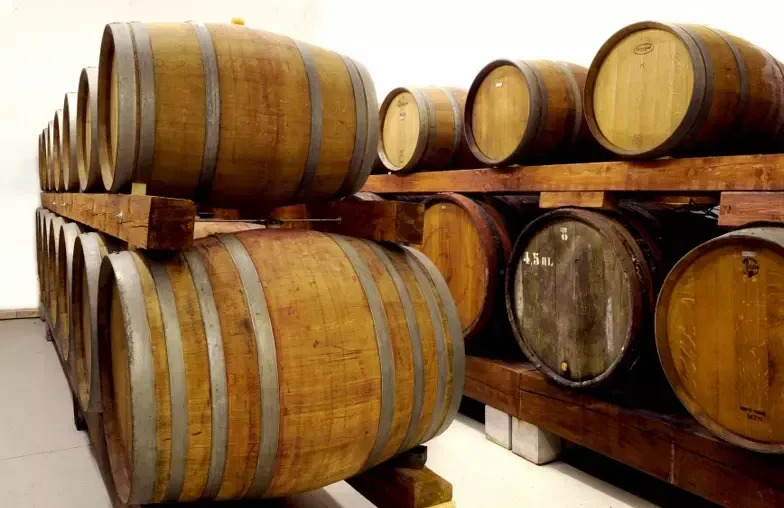 Odlično vino Primorska