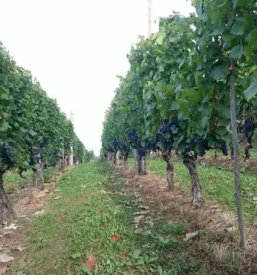 Vrhunsko vino Cviček