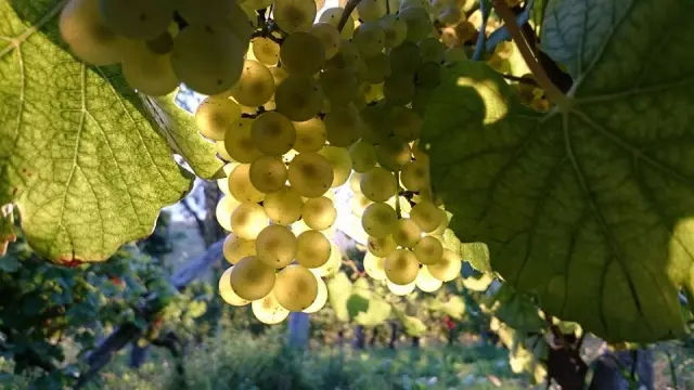 Najboljša vrhunska vina na Dolenjskem