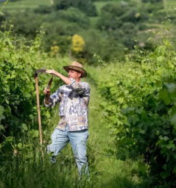 Vrhunska vina na goriskem