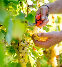 Vrhunska vina na goriskem