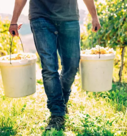 Vrhunska vina na goriskem