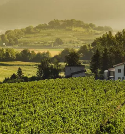 Vrhunska vina Zelen, Pinela, Sauvignon Goriška