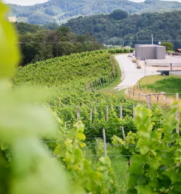 Vrhunska vina slovenija eu