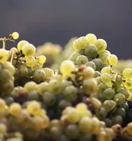 Vrhunska vina stajerska slovenija