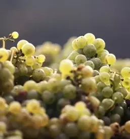 Vrhunska vina stajerska slovenija