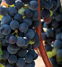 Vrhunska vina stajerska slovenija