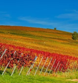 Vrhunska vina stajerska slovenija