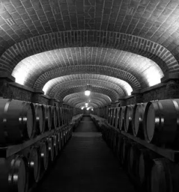 Vrhunska vina stajerska slovenija