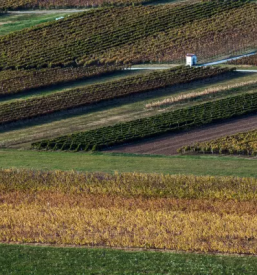 Wine tasting Slovenia