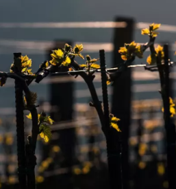 Wine tasting Vipava, Slovenia