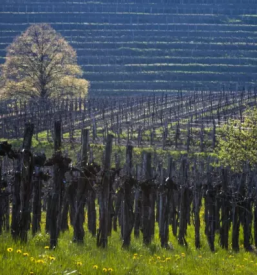 Vrhunska vina vipava