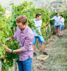 Vrhunska vina vipavska dolina