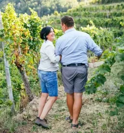Premium vina Vipavska dolina
