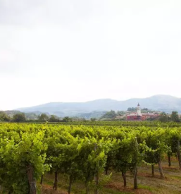 Vrhunska vina vipavska dolina